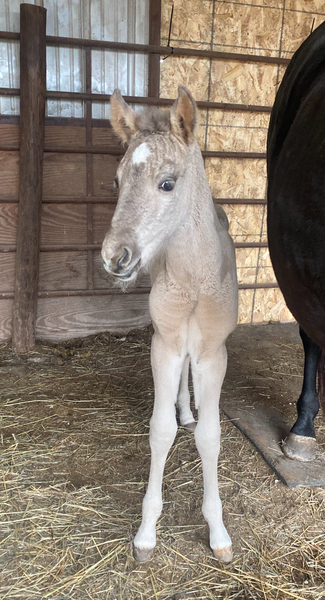 Perfect Silver Grulla Weanling Filly 