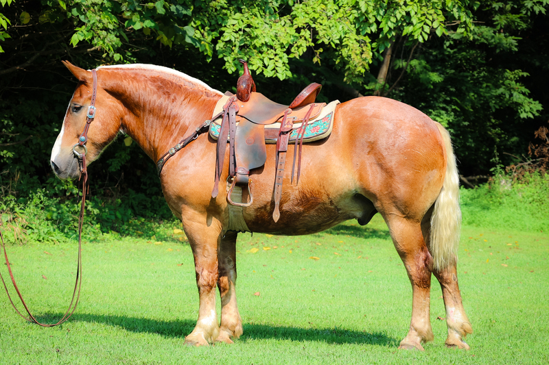 GENTLE THICK MADE BELGIAN HAFLINGER CROSSBRED GELDING, RIDE, WORK, DRIVE