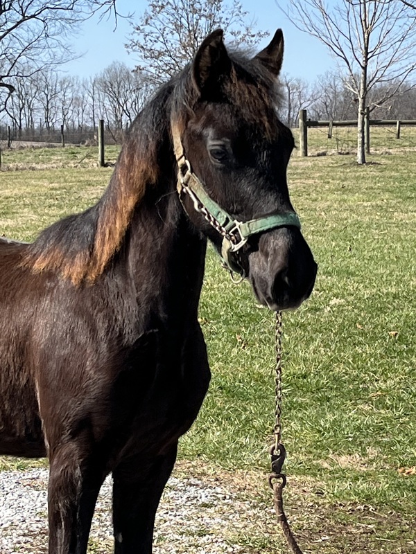 Well Bred Solid Black 2 Year Old Colt 