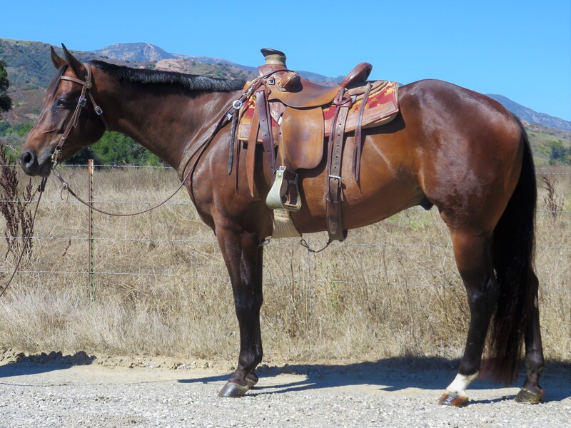 15.3+ HAND 4 YEAR OLD BAY GELDING