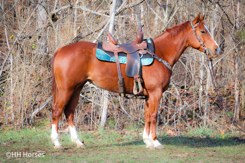 VERY WELL BROKE SORREL QUARTER HORSE MARE, REINING TRAINING, ROPES, TRAIL RIDES, TEAM PEN OR SORT 