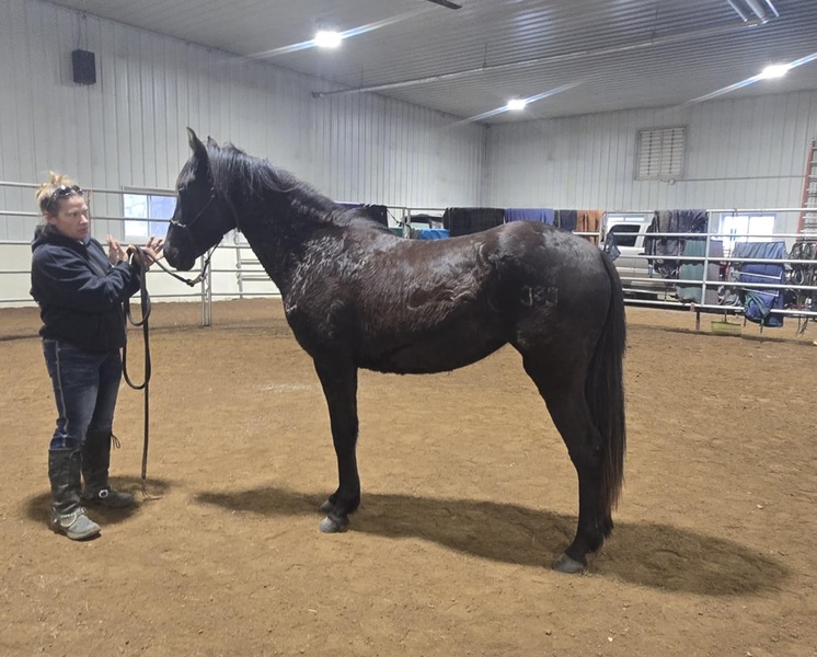 Stunning Well Bred Black 2 Yr Old Filly