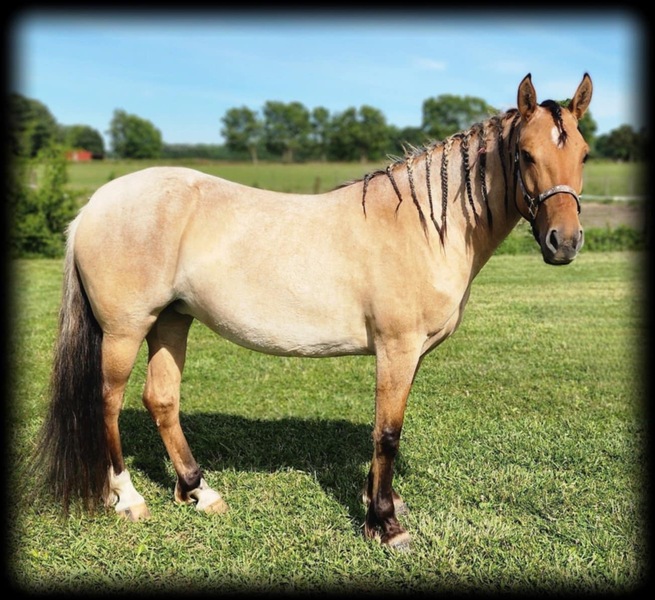 Gorgeous Mustang Trail Horse 