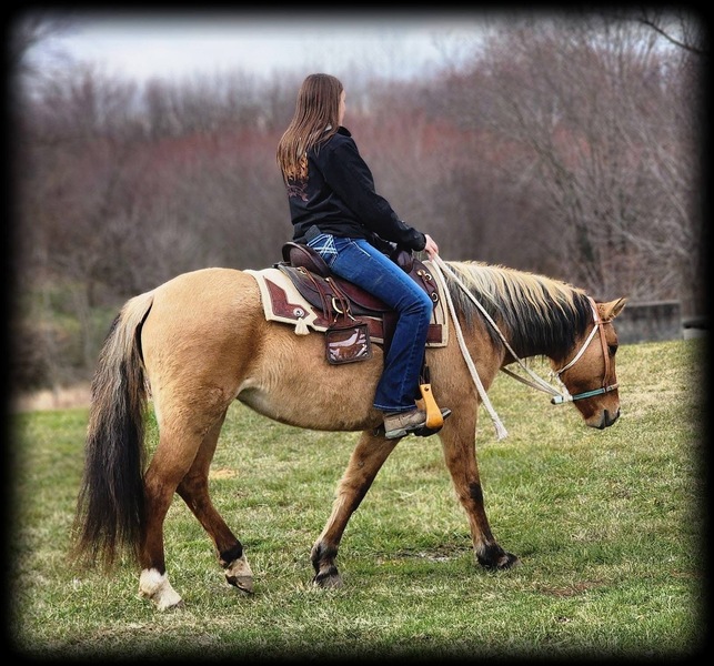 Gorgeous Mustang Trail Horse 