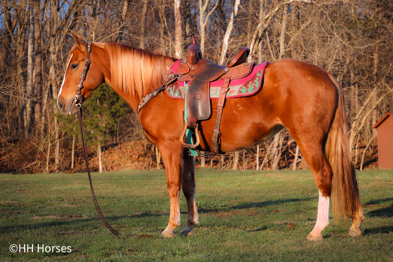 VERY BROKE SORREL HAFLINGER QUARTER HORSE CROSSBRED MARE, RIDES AND DRIVES, BRAVE, LOTS OF HEART 