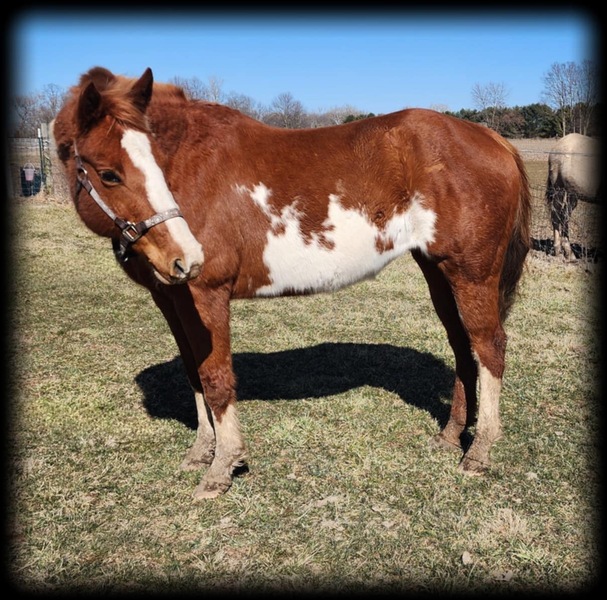 15.2 Experienced Trail Horse 