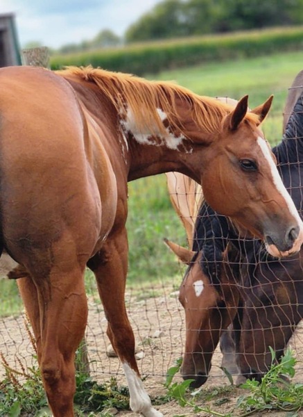 15.2 Experienced Trail Horse 