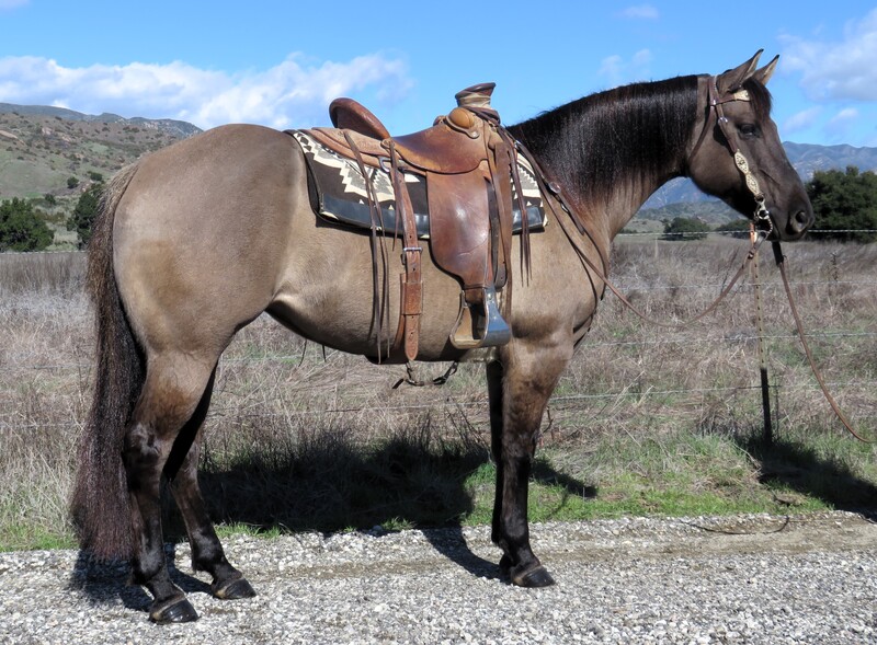 7 YEAR OLD 15 HAND GRULLA MARE