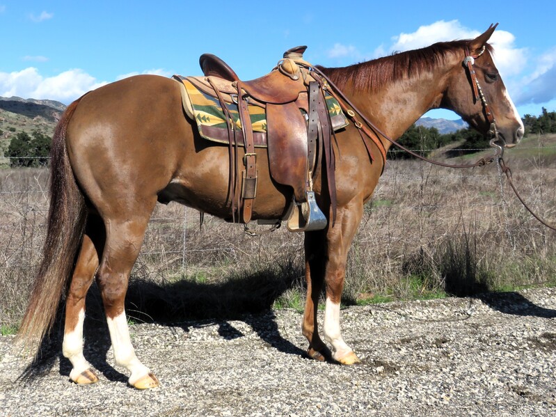 12 YEAR OLD 14.3 HAND  CHESTNUT GELDING +++VIDEO+++