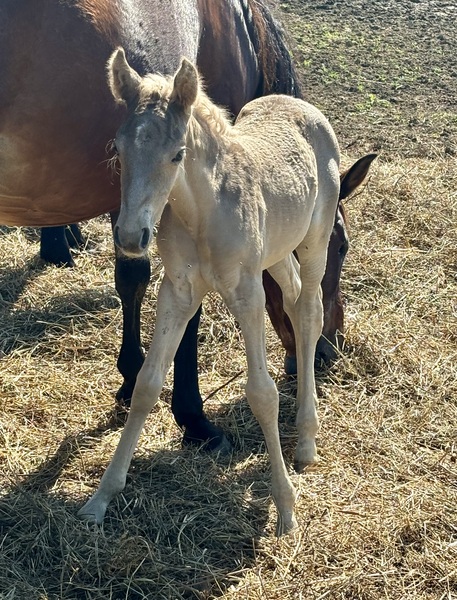 Beautiful Chocolate Weanling Filly