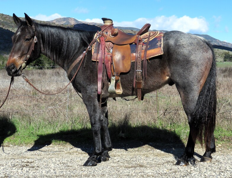 8 YEAR OLD 15 HAND BLUE ROAN GELDING