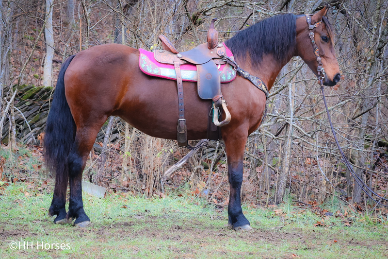 REALLY NICE BAY REGISTERED FRIESIAN BLOOD MARE, RIDES AND DRIVES, FUN AND USER FRIENDLY