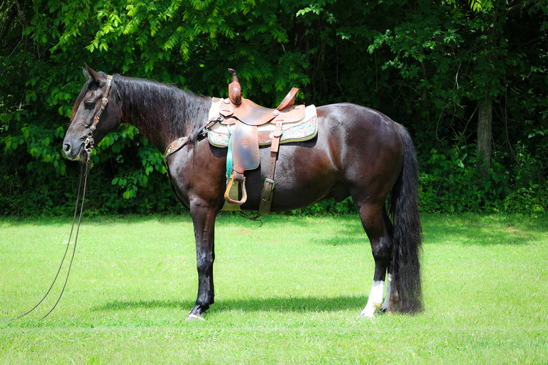 BEGINNER AND FAMILY FRIENDLY BLACK MISSOURI FOX TROTTER GELDING, ANYONE CAN RIDE, SUPER SMOOTH, TRAIL HORSE DELUXE 