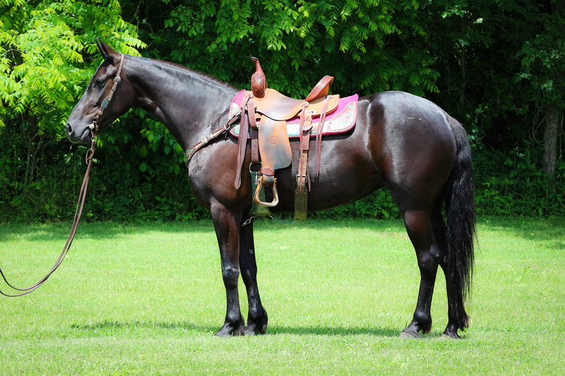 UNIQUE FRIESIAN FOX TROTTER CROSSBRED MARE, RIDES AND DRIVES, FUN AND COMFY