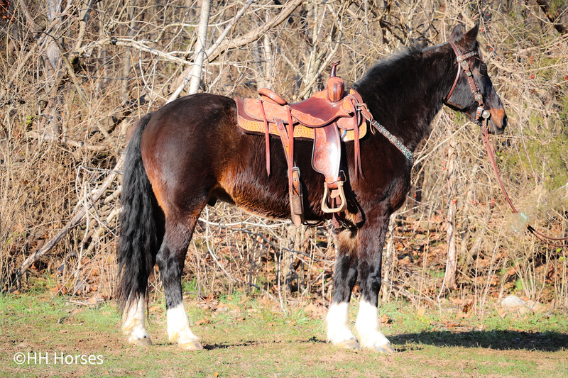 FANCY FRIESIAN MORGAN CROSSBRED GELDING, RIDES AND DRIVES, GENTLE, TRAFFIC SAFE