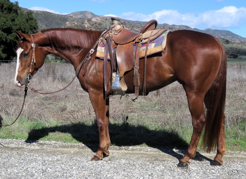 4 YEAR OLD 15 HAND SORREL GELDING ***VIDEO***