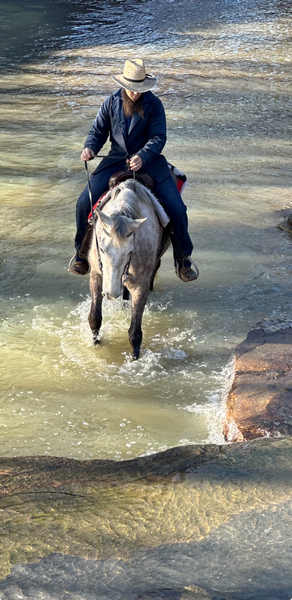 15H Smooth Gaited Trail Horse 