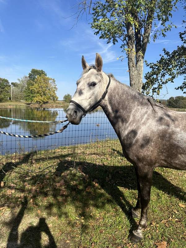 15H Smooth Gaited Trail Horse 