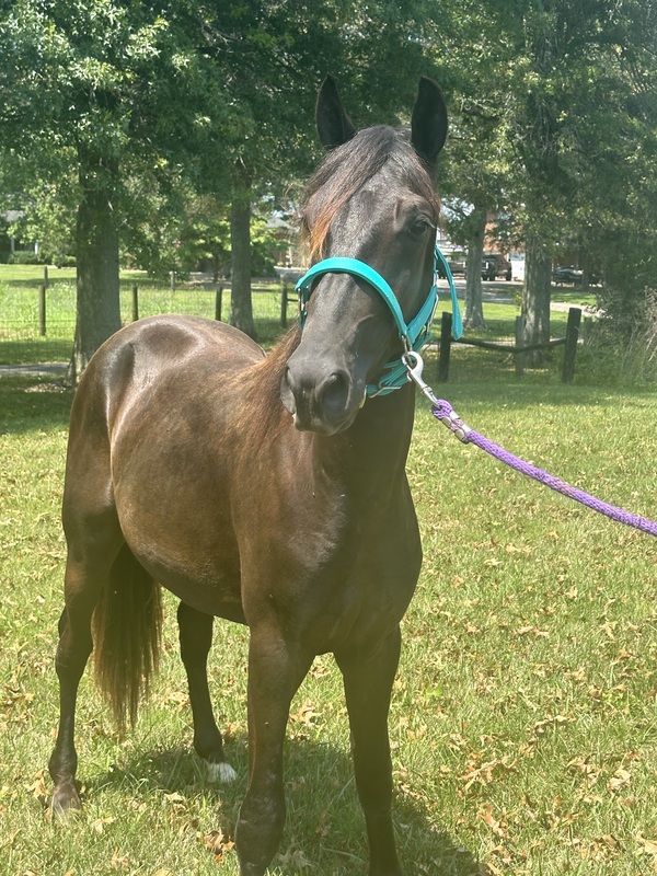 Beautiful Black 2 Yr Old Colt 