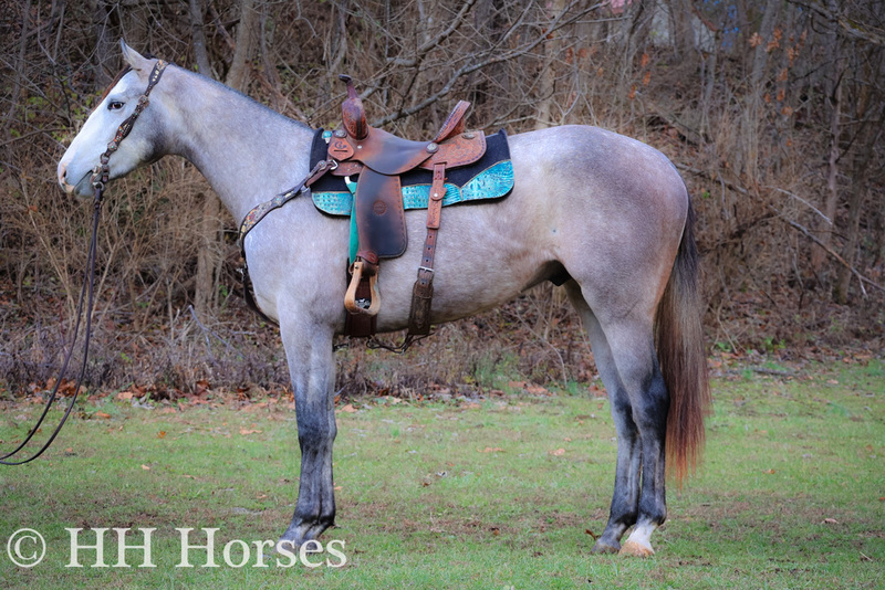 REALLY PRETTY GRAY APPENDIX GELDING, STARTED NICELY, GENTLE