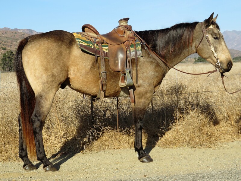 10 YEAR OLD 15.1 HAND BUCKSKIN **VIDEO**