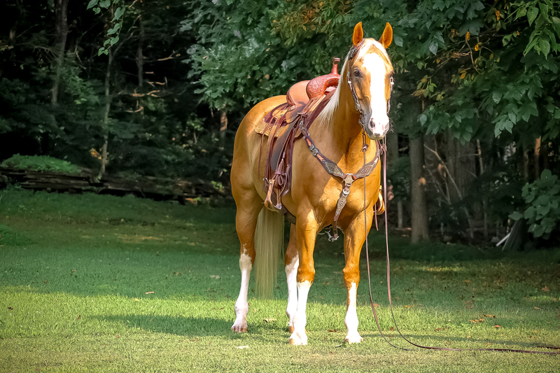 FLASHY AND WELL BROKE GOLDEN PALOMINO QUARTER HORSE GELDING USED FOR ALL ASPECTS OF RANCH WORK, GENTLE