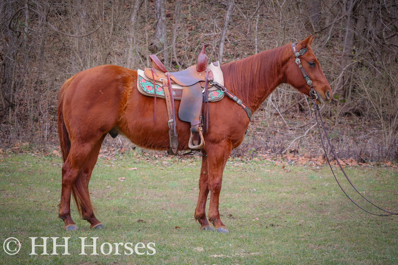 SUPER GENTLE, WELL BRED AQHA SORREL GELDING, QUIET AND EASY TO RIDE 