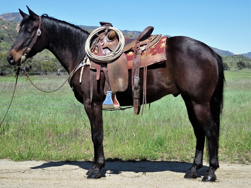 4 YEAR OLD 15 HAND BAY GELDING