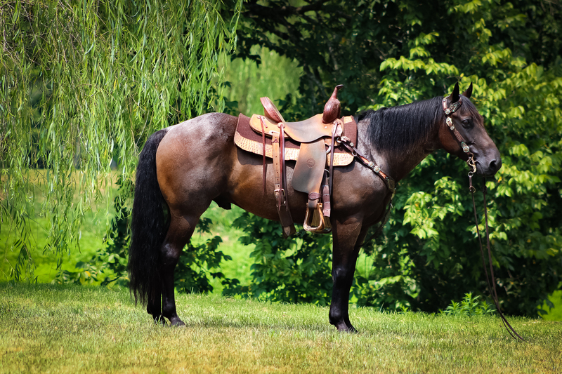 BEGINNER AND FAMILY FRIENDLY AQHA REGISTERED BLUE ROAN GELDING, TEAM ROPE, TRAIL RIDE, RANCH, YOUTH SAFE 