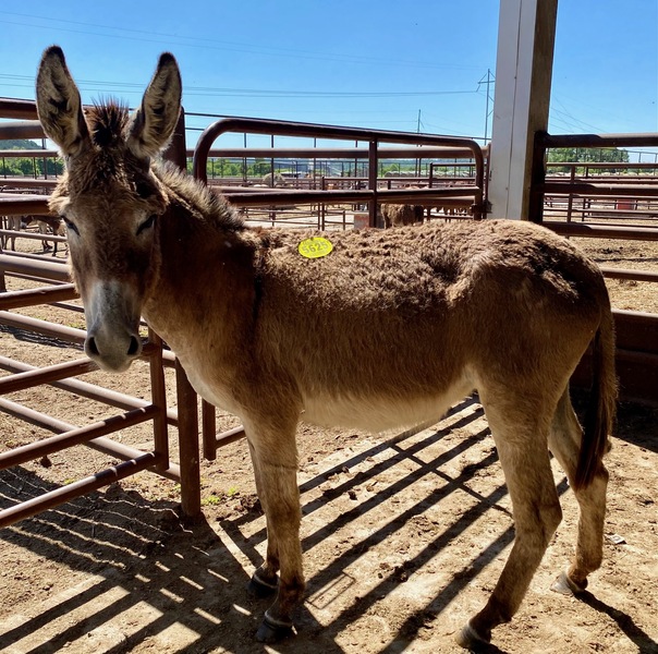 5625 Grey Jenny Donkey APPROX 3YO For Sale in Goodhue, Minnesota