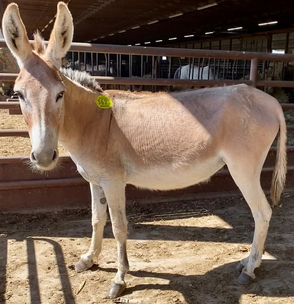 5623 Grey Standard Jenny Donkey APPROX 56YO For Sale in Goodhue