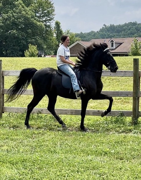 Flashy Smooth Gaited Multi Talented Gelding 