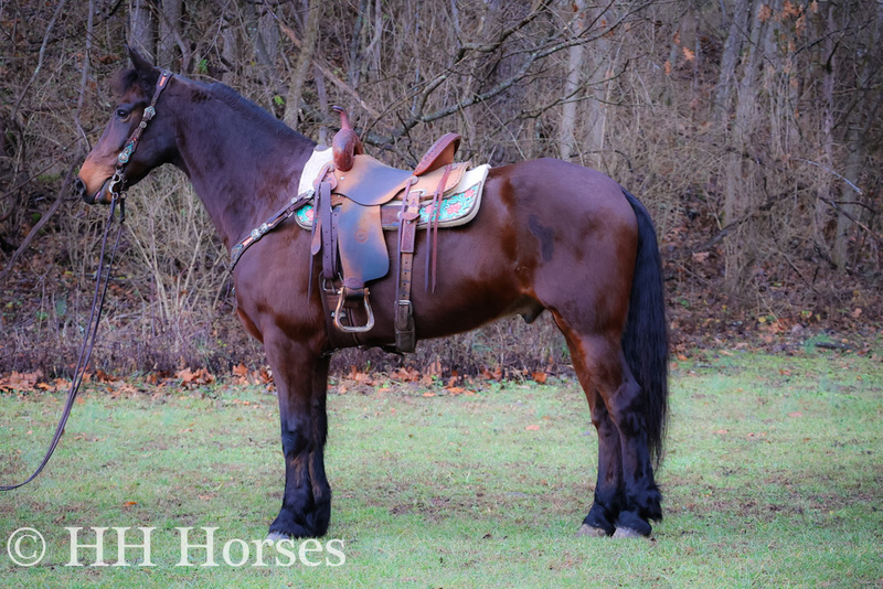 REALLY GENTLE, WELL TRAINED BAY FRIESIAN MORGAN CROSSBRED GELDING, RIDES AND DRIVES, VERY BROKE 