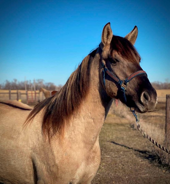 100% Homozygous Dark Grulla Stallion 