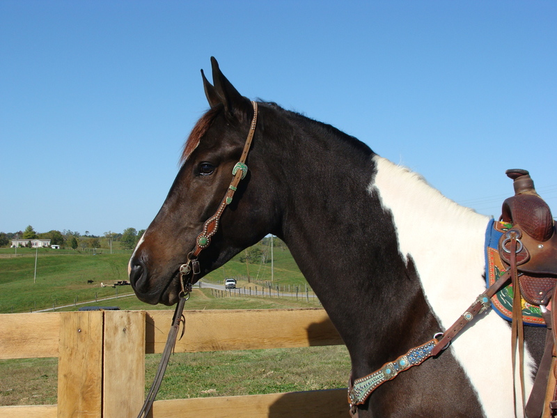 FLASHY FRIESIAN PAINT CROSSBRED GELDING, RIDES AND DRIVES, GENTLE ...