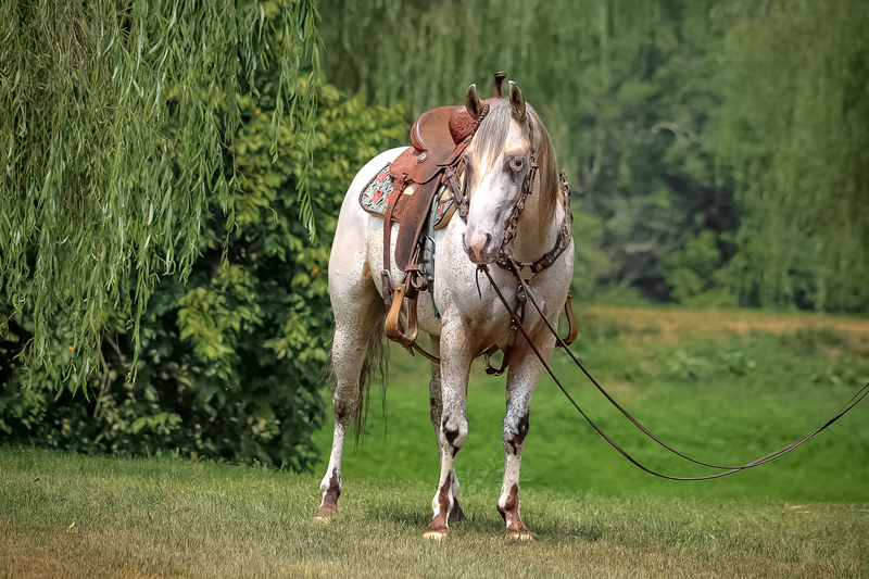 REALLY WELL BROKE FAMILY FRIENDLY REGISTERED APPALOOSA GELDING, SHOWN, TRAILS, RANCH 