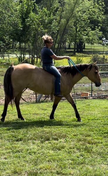 Gorgeous Dun & Palomino Geldings Ranch/Trail Deluxe For Sale in ...