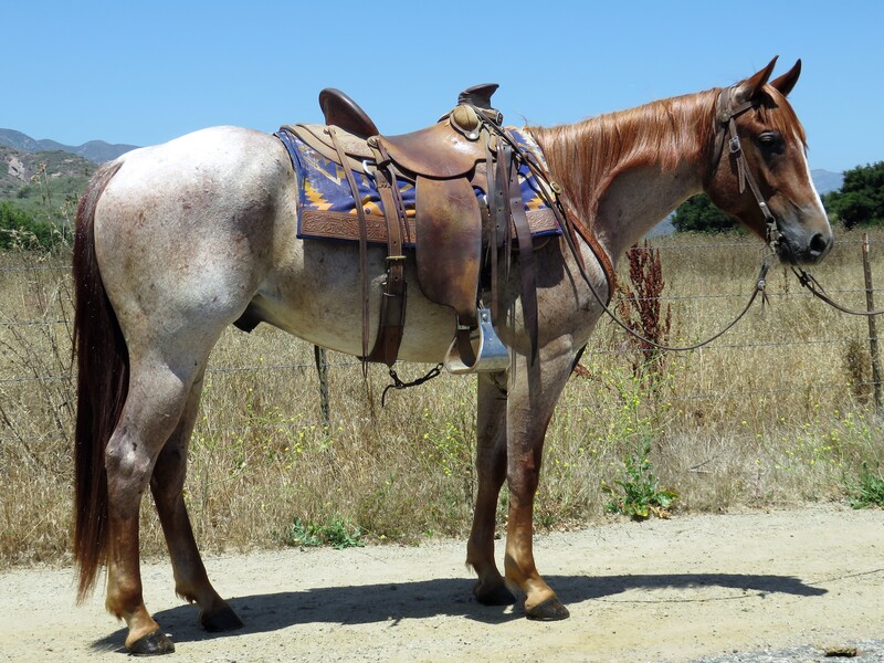 4 YEAR OLD 15.2 RED ROAN GELDING