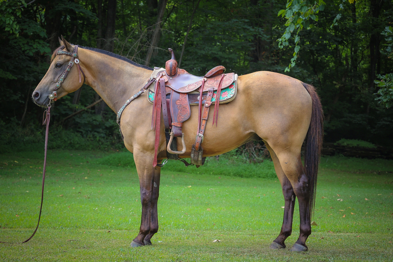 VERY GENTLE BUCKSKIN QUARTER HORSE RANCH GELDING, WORK CATTLE, TRAILS, YOUTH 