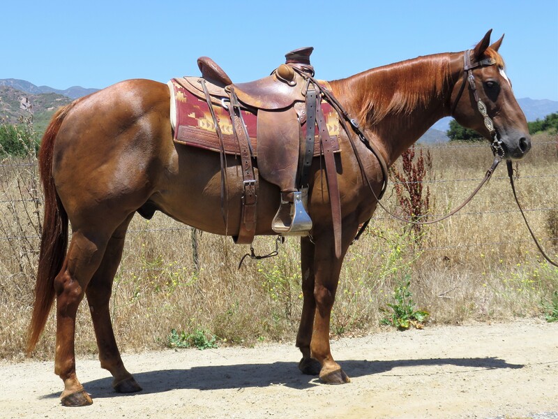 13 YEAR OLD 14.3 HAND SORREL GELDING ***VIDEO***