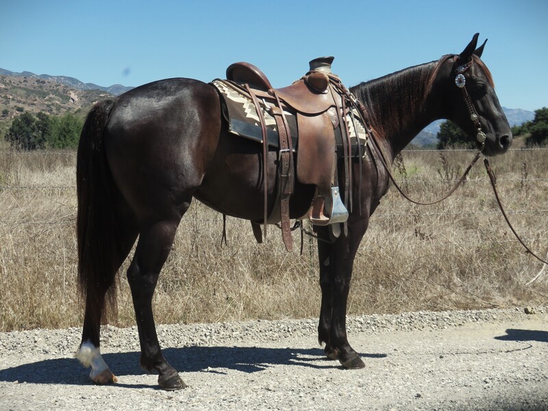 5 YEAR OLD 14.2 HAND BLACK GELDING