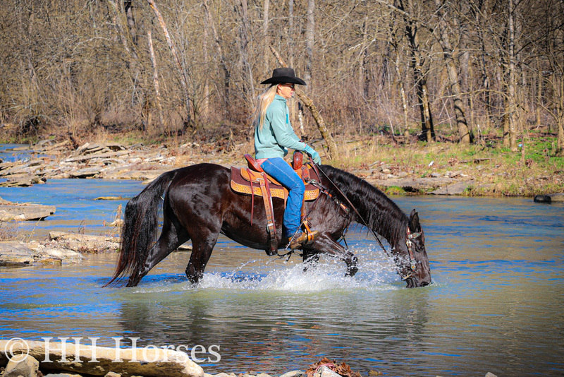 FANCY, EXPERIENCED, NATURALLY GAITED, SUPER SMOOTH BLACK MISSOURI FOX ...