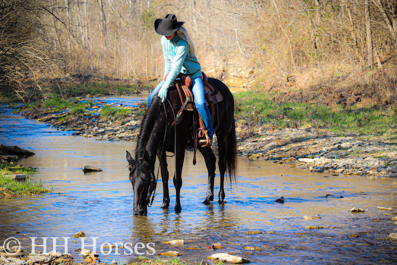 FANCY, EXPERIENCED, NATURALLY GAITED, SUPER SMOOTH BLACK MISSOURI FOX ...