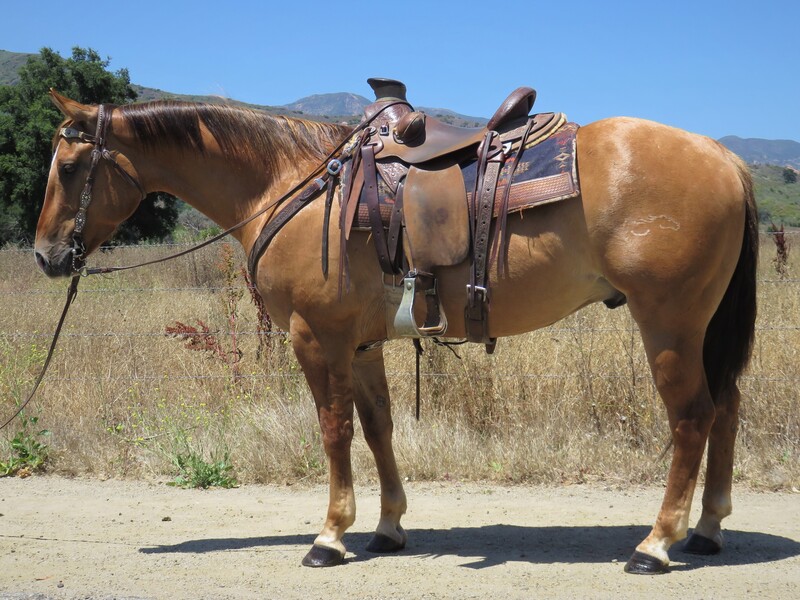 5 YEAR OLD 14.3 HAND DUN GELDING