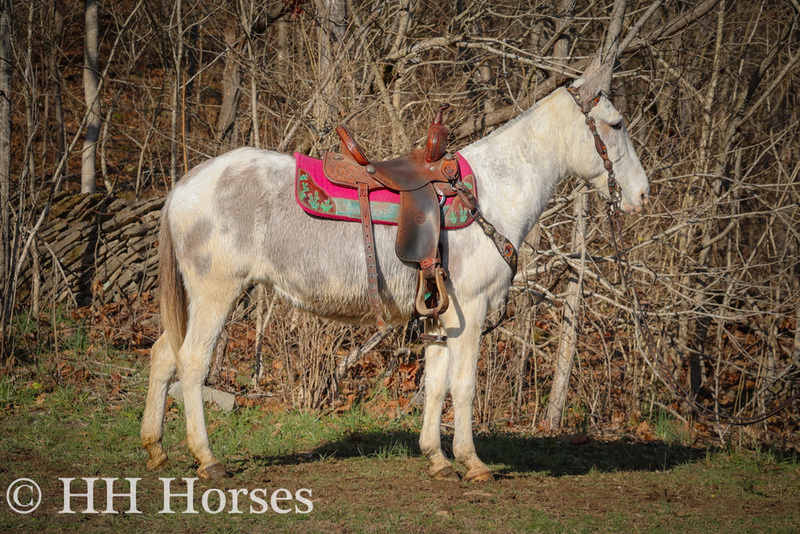 FLASHY, GENTLE, QUIET NATURED, GRAY AND WHITE PAINT MOLLY MULE, EASY TO RIDE 