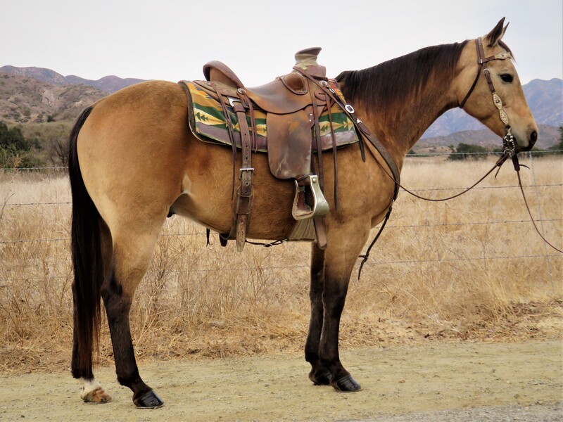 8 YEAR OLD 14.3+ BUCKSKIN GELDING