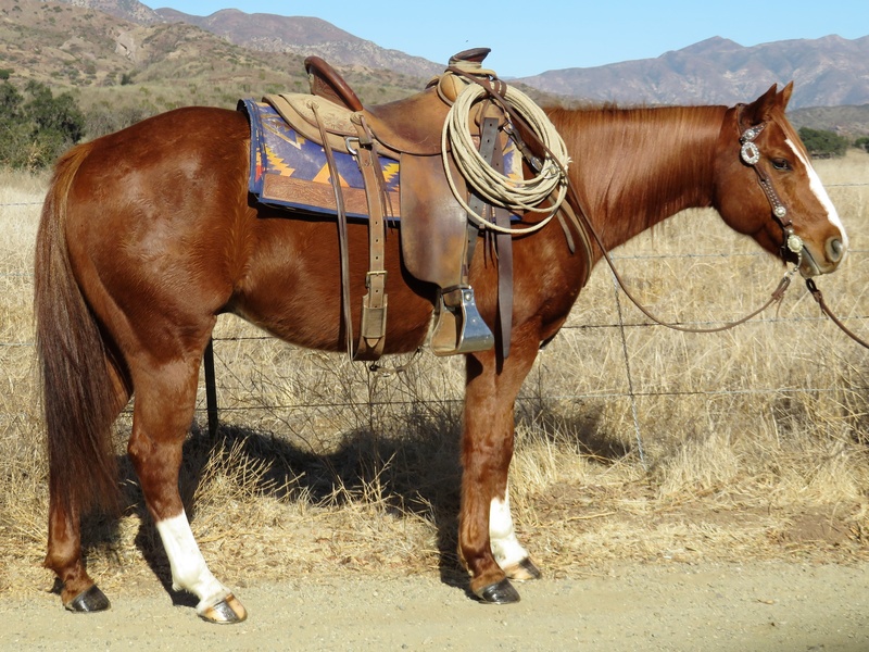 7 YEAR OLD SORREL GELDING **VIDEO**