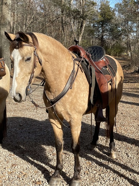 14.3 Novice Safe Trail Horse Deluxe