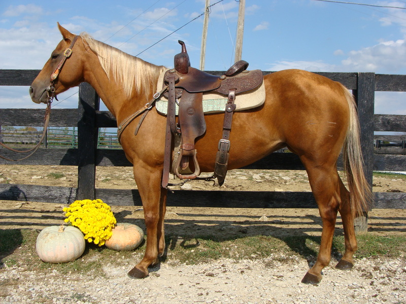 RANCH RIDDEN AND RANCH RAISED AQHA GOLDEN PALOMINO QUARTER HORSE MARE