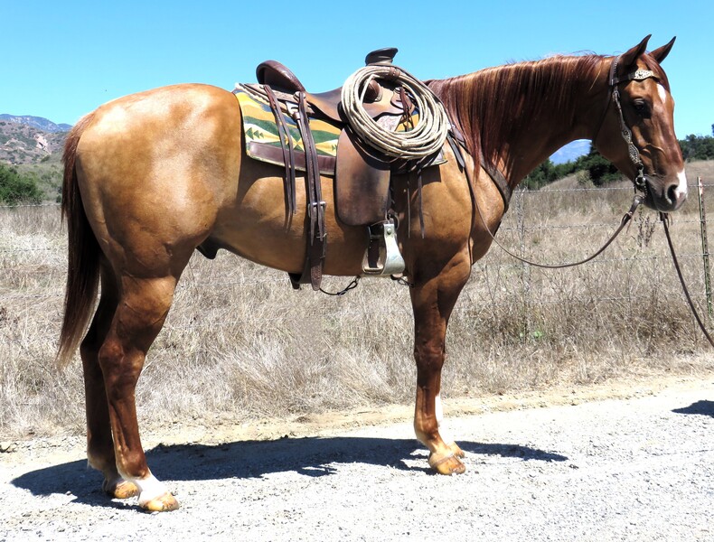 4 YEAR OLD 15.2 HAND RED DUN GELDING ***VIDEO***